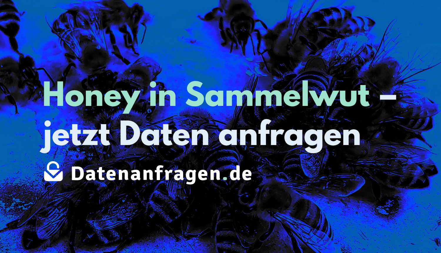 Foto etlicher Bienen, die sich auf Zuckerwasser stürzen, darüber der Text: „Honey in Sammelwut – jetzt Daten anfragen“